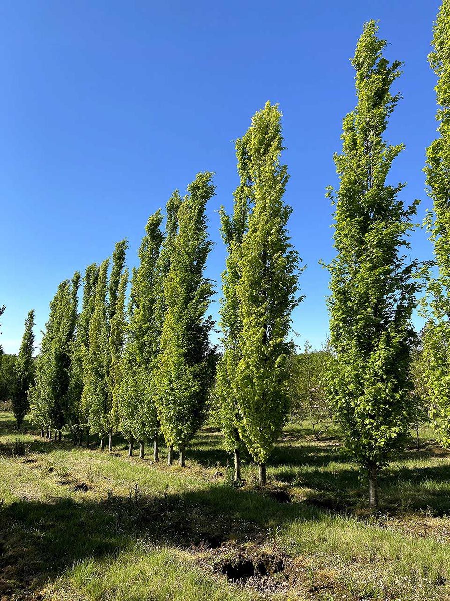 Fagus sylvatica 'Dawyck Green' (European Beech), a row of tall, narrow columnar trees with bright green foliage growing in grass under a clear blue sky.
