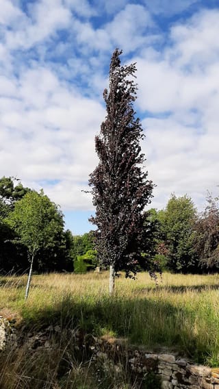 Fagus sylvatica 'Dawyck Purple' (European Beech), a tall columnar tree with dark purple-red foliage, standing in a grassy meadow beside a stone wall.