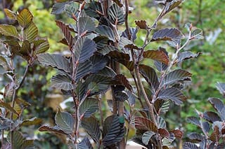 Fagus sylvatica 'Dawyck Purple' (European Beech) stems with glossy, ribbed purple-bronze leaves and reddish buds, against a blurred green garden background.