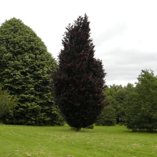 Fagus sylvatica 'Dawyck Purple' (European Beech), a tall columnar tree with dark purple-red foliage, standing on open lawn beside green trees.