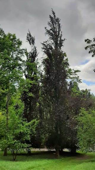 Fagus sylvatica 'Dawyck Purple' (European Beech), a tall columnar tree with dark purple foliage, standing among green trees on a lawn under cloudy skies.