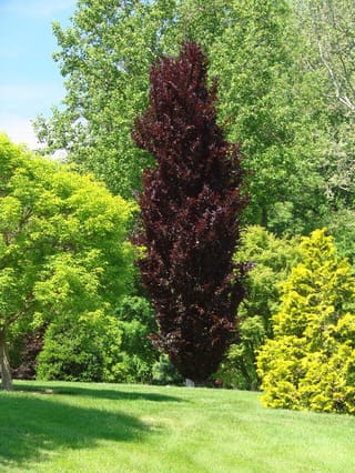 Fagus sylvatica 'Dawyck Purple' (European Beech), a tall columnar tree with deep purple-red foliage, standing on a lawn among green and yellow-green trees.