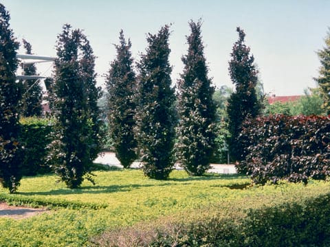 Fagus sylvatica 'Dawyck Purple'