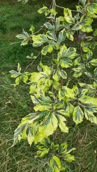 Fagus sylvatica 'Luteo-variegata' (European Beech) branch with green leaves boldly marked in yellow-green, hanging over grass.
