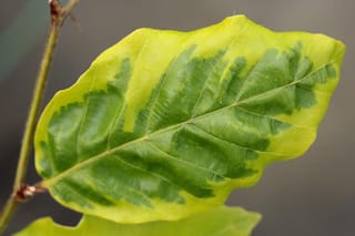 Close-up of a Fagus sylvatica 'Luteo-variegata' (European Beech) leaf, with green patches and yellow-green margins, on a slender twig with a reddish bud.