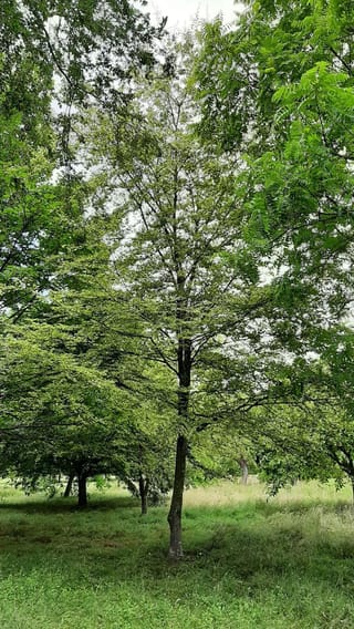Fagus sylvatica 'Luteo-variegata' (European Beech), a young tree with a single slender trunk and light green foliage, growing on grass among other trees.