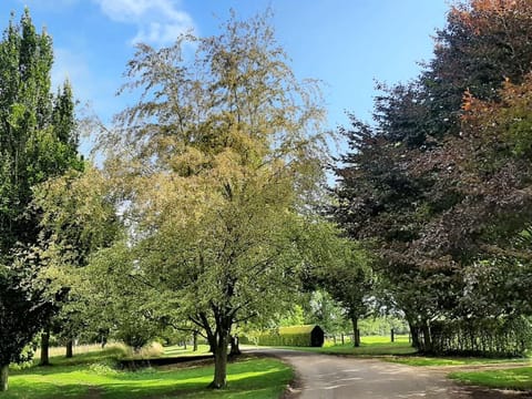 Fagus sylvatica 'Luteo-variegata'