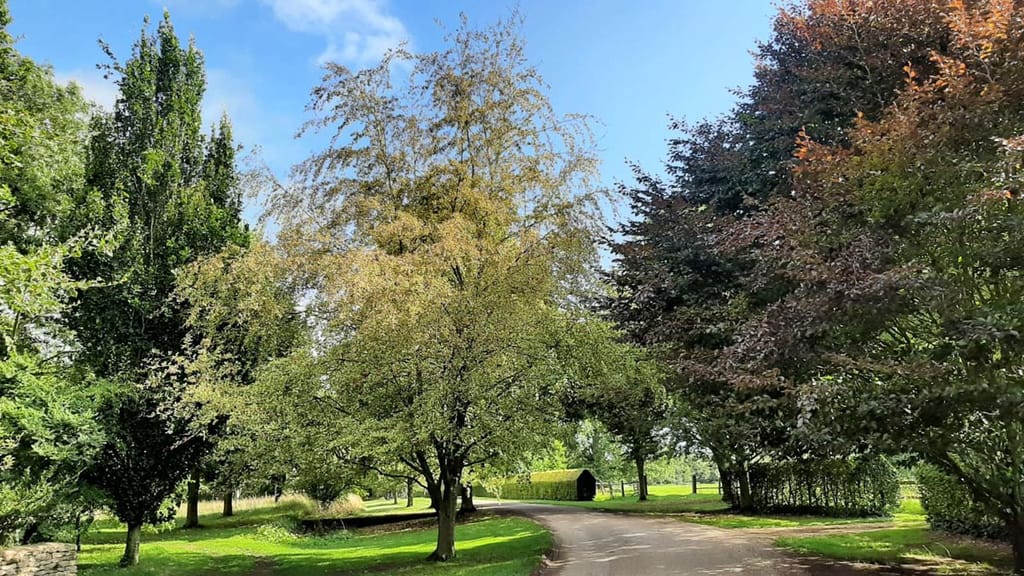 Fagus sylvatica 'Luteo-variegata' (European Beech) with yellow-green foliage beside a gravel driveway, flanked by copper-leaved trees and clipped hedges under blue sky.