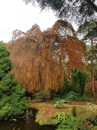 Fagus sylvatica 'Pendula' (European Beech), a weeping tree with long hanging branches covered in copper-orange autumn leaves, beside a garden pond and path.