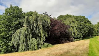 Fagus sylvatica 'Pendula' (European Beech), a weeping tree with cascading green branches beside a purple-leaved tree, on a grassy parkland slope.