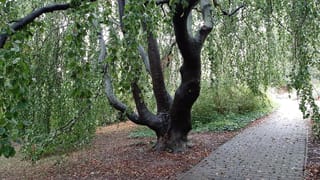 Mature Fagus sylvatica 'Pendula' (European Beech) with a multi-stemmed smooth grey trunk and green weeping branches hanging over a brick path.