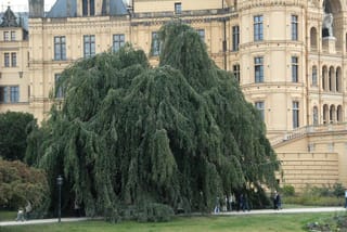 Mature Fagus sylvatica 'Pendula' (European Beech), a large weeping tree with dense green foliage cascading to the ground beside a pale yellow palace.