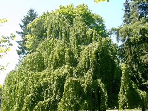 Fagus sylvatica 'Pendula'