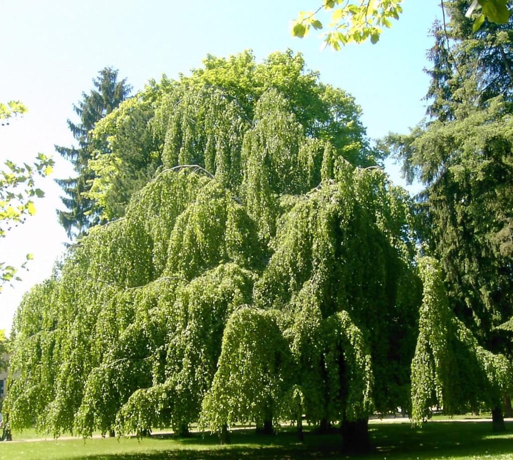 Fagus sylvatica 'Pendula' (European Beech), a mature weeping tree with long curtains of fresh green foliage hanging to the ground on a park lawn.