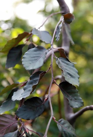 Fagus sylvatica 'Purple Fountain' (European Beech) branch with dark purple-green oval leaves on slender reddish stems, against a blurred green background.