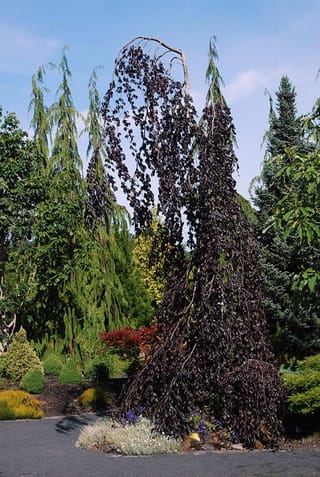 Fagus sylvatica 'Purple Fountain' (European Beech), a tall weeping tree with dark purple foliage cascading from a bare arching leader, in a garden with conifers.