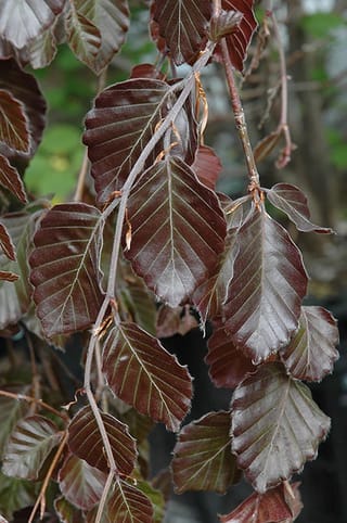 Close-up of Fagus sylvatica 'Purple Fountain' (European Beech), showing glossy deep purple-red leaves with pale veins on slender, drooping branches.