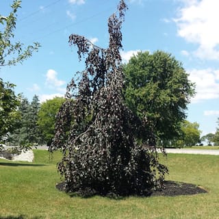 Fagus sylvatica 'Purple Fountain' (European Beech), a weeping tree with dark purple foliage cascading down from a tall central leader, planted in a mulched circle on a lawn.