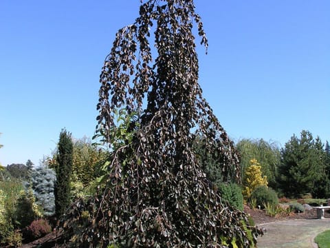 Fagus sylvatica 'Purple Fountain'