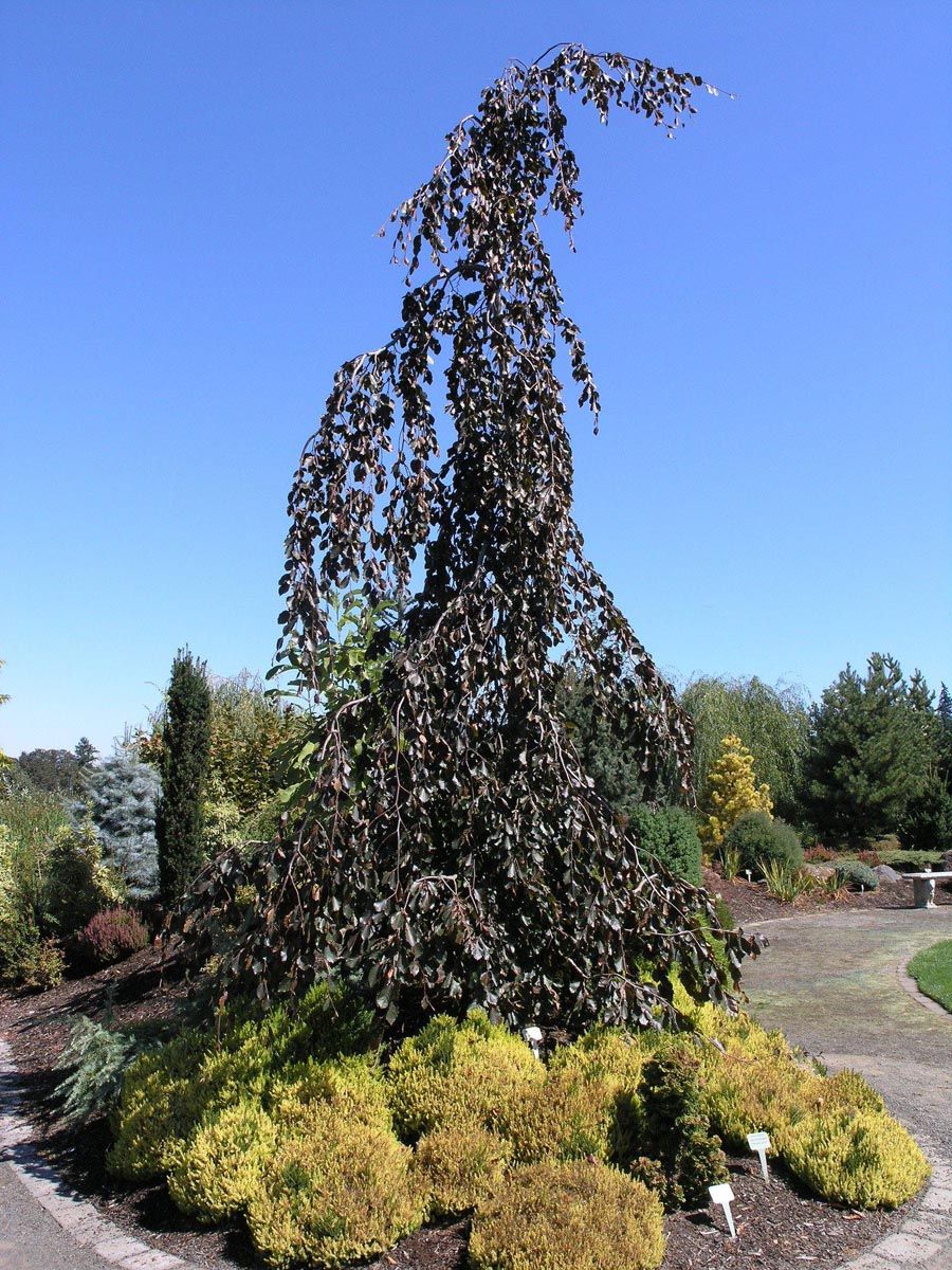 Fagus sylvatica 'Purple Fountain' (European Beech), a tall weeping tree with dark purple foliage, planted in a garden bed with golden shrubs beside a path.