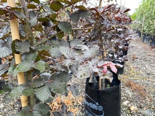 Fagus sylvatica 'Purpurea' (European Beech) staked in a black planter bag, with dark purple-green leaves and new pink-red shoots, in a gravel nursery row.