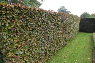 Fagus sylvatica 'Purpurea' (European Beech) clipped into a tall hedge, its leaves mixing green, bronze and red, beside a lawn with fallen leaves.