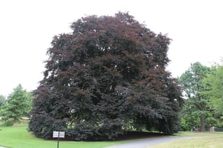 Mature Fagus sylvatica 'Purpurea' (European Beech), a large rounded tree with dense dark purple-red foliage, standing on a lawn beside a path.