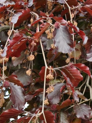 Fagus sylvatica 'Purpurea Pendula' (European Beech) with drooping branches, deep purple-red leaves and small tan flower clusters hanging among pinkish buds.
