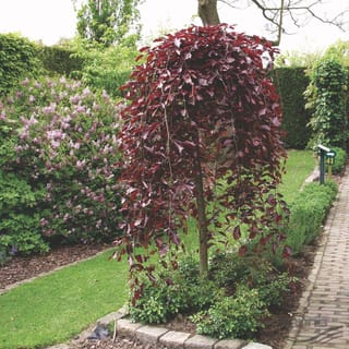 Fagus sylvatica 'Purpurea Pendula' (European Beech), a small weeping tree with cascading deep purple-red leaves, in a garden bed beside a lawn, brick path and flowering lilac.