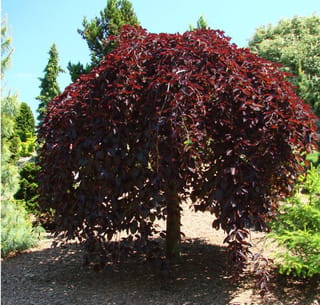 Fagus sylvatica 'Purpurea Pendula' (European Beech), a weeping tree with a mushroom-shaped canopy of deep purple-red leaves, standing on bark mulch among green conifers.