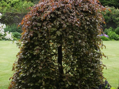 Fagus sylvatica 'Purpurea Pendula'