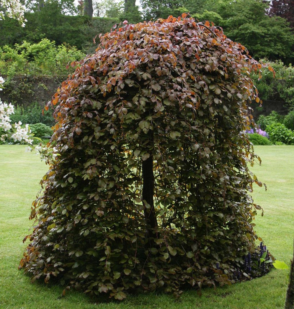 Fagus sylvatica 'Purpurea Pendula' (European Beech), a weeping tree with a dome of coppery-purple and green leaves hanging to the ground around a dark trunk on a lawn.