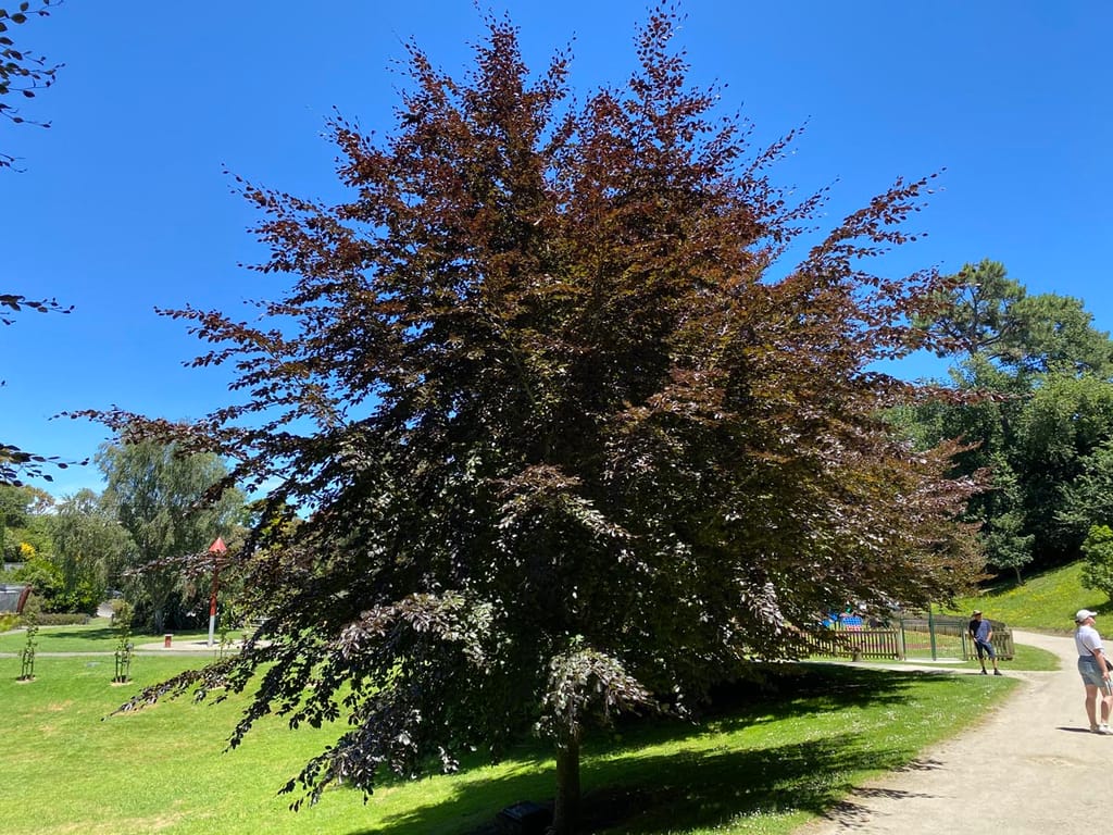Fagus sylvatica 'Purpurea' (European Beech), a mature tree with dark purple-red foliage on a park lawn beside a gravel path under blue sky.