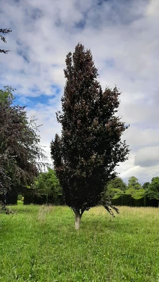 Fagus sylvatica 'Red Obelisk' (European Beech), a narrow columnar tree with dark purple foliage and a pale trunk, standing in a grassy field under cloudy sky.