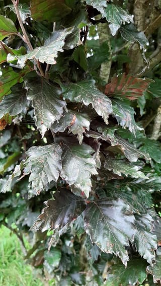 Close-up of Fagus sylvatica 'Red Obelisk' (European Beech) foliage, with glossy dark purple-green, toothed leaves and some reddish-brown speckling, on branches outdoors.