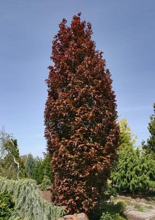 Fagus sylvatica 'Red Obelisk' (European Beech), a tall columnar tree with dense reddish-purple foliage, growing in a garden bed beside green conifers under a blue sky.