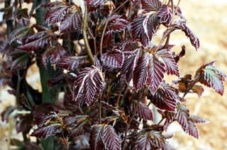 Fagus sylvatica 'Red Obelisk' (European Beech) with deep purple-red, ribbed new leaves on slender stems, against a blurred straw-coloured background.