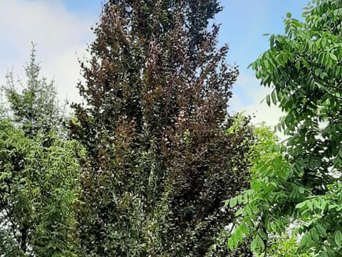 Fagus sylvatica 'Red Obelisk'