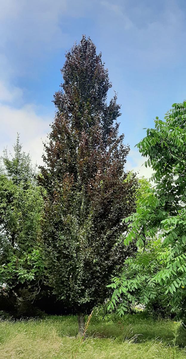 Fagus sylvatica 'Red Obelisk' (European Beech), a tall columnar tree with dark purple-bronze foliage, standing on grass beside green trees under blue sky.