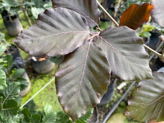 Close-up of large, deep purple-bronze leaves of Fagus sylvatica 'Riversii' (European Beech) with prominent veins, above potted nursery plants with green foliage.