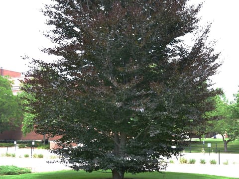 Fagus sylvatica 'Riversii'