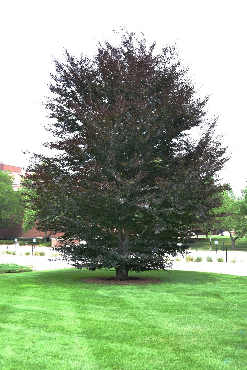 Fagus sylvatica 'Riversii' (European Beech), a mature tree with dark purple foliage and a short trunk, standing on a mown lawn beside a brick building.