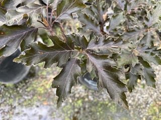 Fagus sylvatica 'Rohanii' (European Beech) foliage, showing deeply lobed, dark purple-bronze leaves with serrated edges on a potted plant above gravel.