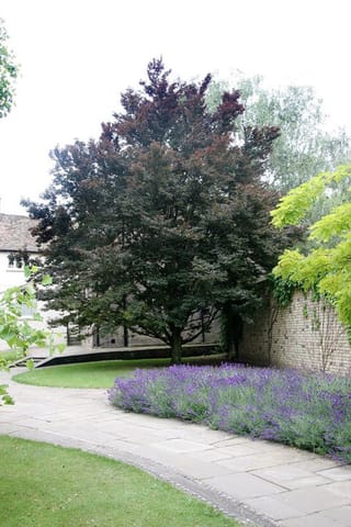 Fagus sylvatica 'Rohanii' (European Beech), a mature tree with dark purple foliage in a garden courtyard, beside flowering lavender, a brick wall and paving.