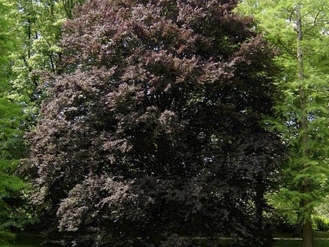 Fagus sylvatica 'Rohanii'