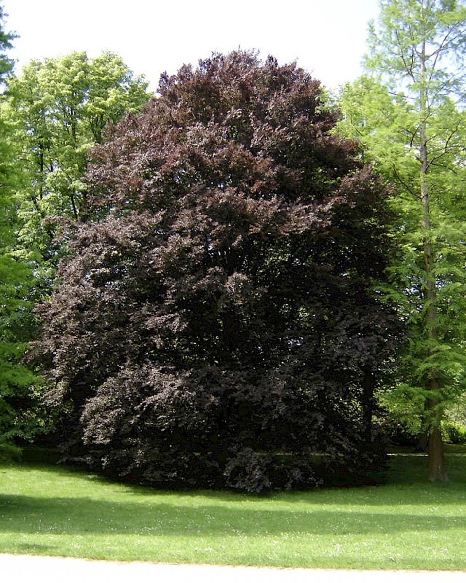 Mature Fagus sylvatica 'Rohanii' (European Beech) with dense dark purple foliage, standing on a lawn beside bright green trees.