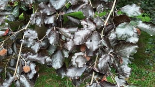 Fagus sylvatica 'Swat Margaret' (European Beech) branches with glossy dark purple leaves and small spiky brown seed husks, set against green grass.