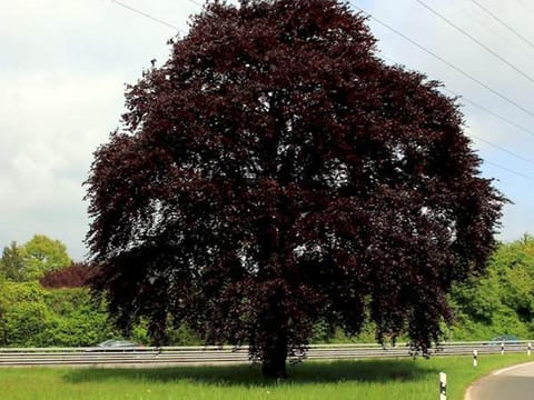 Fagus sylvatica 'Swat Margaret'