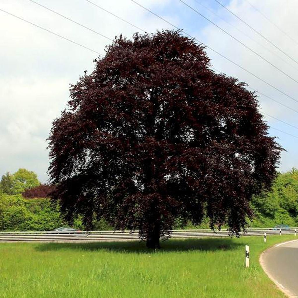 Mature Fagus sylvatica 'Swat Margaret' (European Beech), a broad rounded tree with dark purple foliage, standing on grass beside a road.