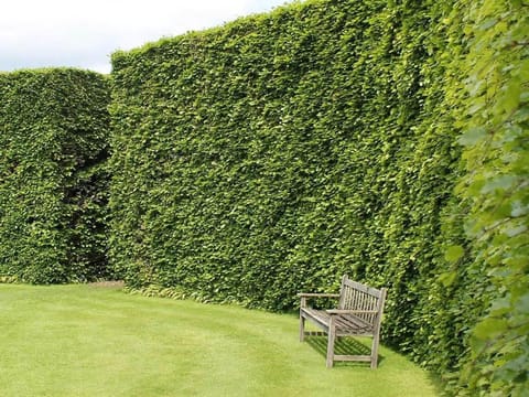Fagus sylvatica